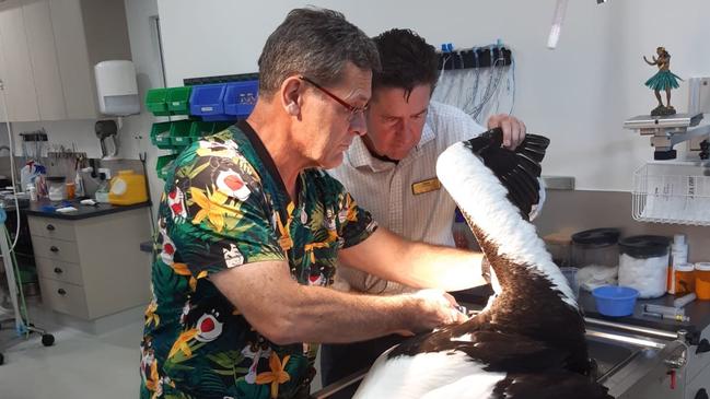 Doctors Steve and Evan operating on a pelican which had been hurt by a fishing lure.