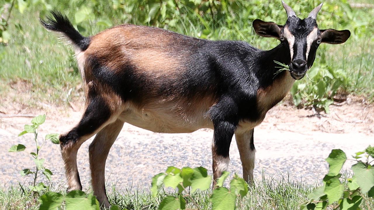 Goats have run rampant inside Great Keppel’s rundown villas.