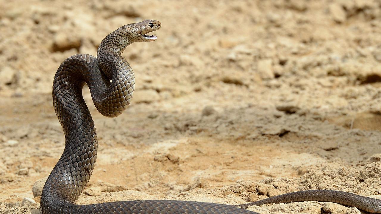 Snake Season: 7 Facts That Will Keep You Safe