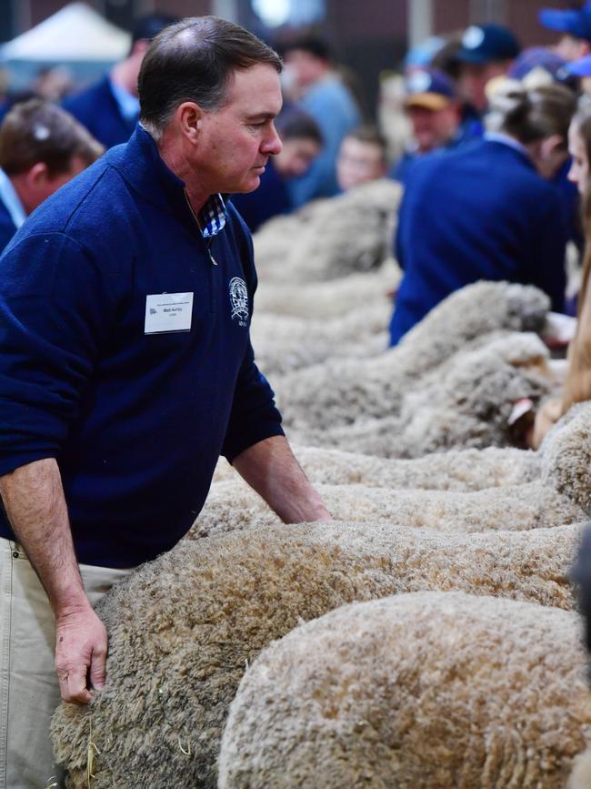 Judges assess the sheep. Picture: Zoe Phillips