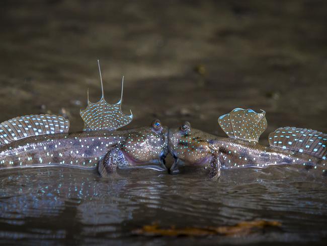 Comedy Wildlife Photography Award Finalist: Two mudskippers show their affection. Picture: Sergey Savvi / CWPA / Barcroft Images