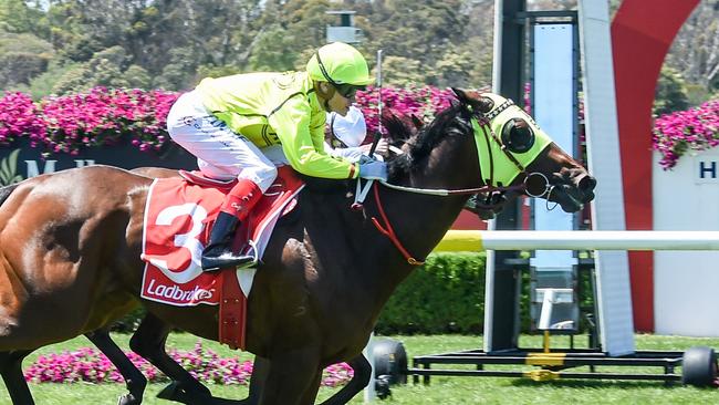 Yogi missed out on a run in the 2018 Melbourne Cup despite having a jigger used on him. Picture: Brett Holburt/Racing Photos via Getty Images