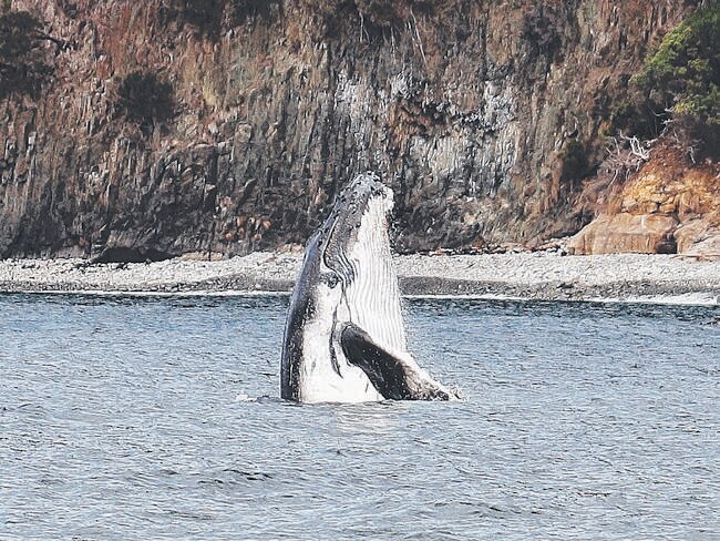 Humpback whale calf breaching at O'Hara Bluff. Photograph: ANGE ANDERSON