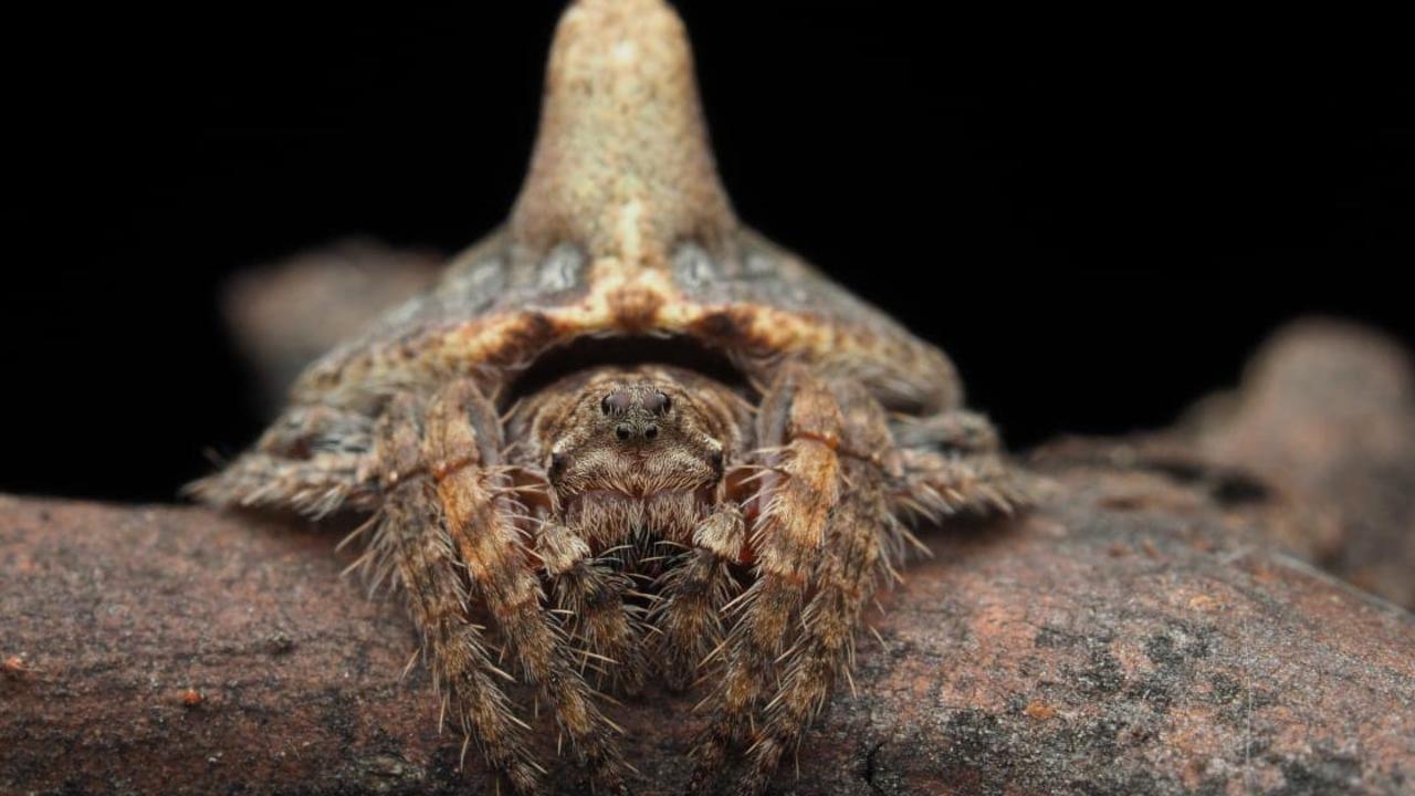 Fifty new species of spider discovered in far north Australia, Spiders