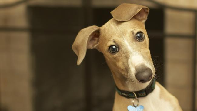 The Baird government said they will help RSPCA NSW with rehoming and the humane treatment of greyhounds.