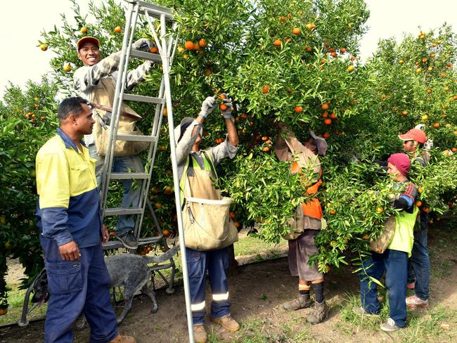 Backpackers could be guaranteed a minimum wage under changes to the piece rates arrangement the Australian Workers Union is seeking.