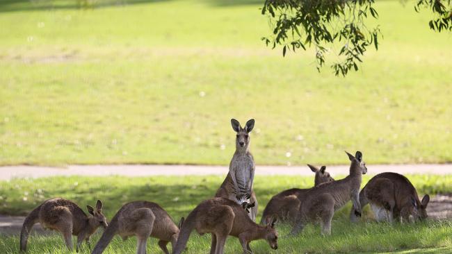 A WOMAN golfer has been viciously attacked by a kangaroo on a Gold Coast golf course. The 69-year-old was playing at Arundel Hills golf course about 9.10am when she was attacked from behind by the large roo. She suffered multiple lacerations to her face and legs and soft tissue injuries to her head. The woman was taken by ambulance to Pindara Private Hospital in a stable condition. Pics Adam Head