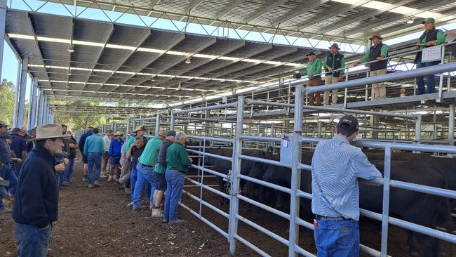 Agents and local vendors became nervous when the laneways were still empty 10 minutes before the Yea sale was due to start. Pictured are the few people who turned up for the opening pens of cows and calves, which reached $2450. The crowd increased for the main steer run, but the majority were watchers rather than buyers and stood back from the action. Commission buyers dominated.