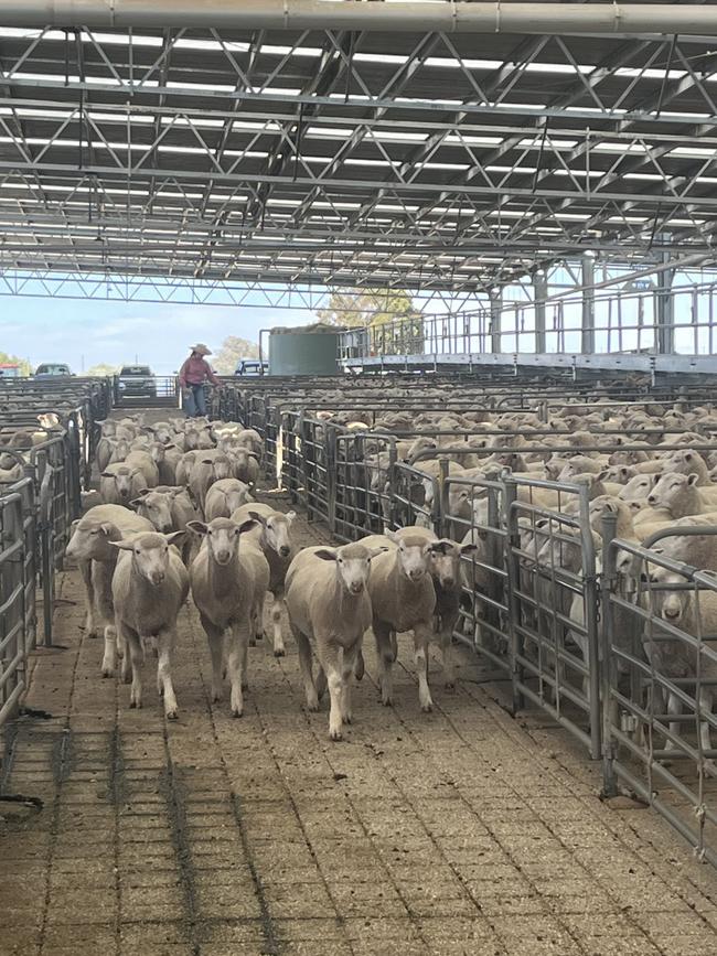 Sheep and lambs go under the hammer.