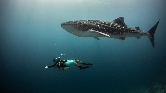 The Galapagos is a favourite location to encounter whale sharks. Picture: Todd Thimios