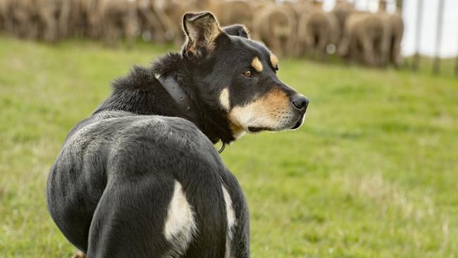 Australian Kelpie Brusier on his farm at Romsey, Victoria. Picture: Zoe Phillips