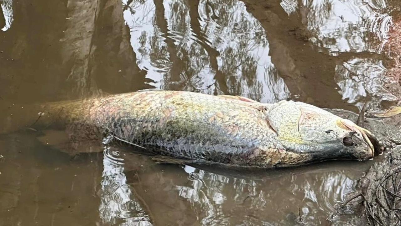 A dead fish on the banks of the Ross River. Picture: Townsville City Council