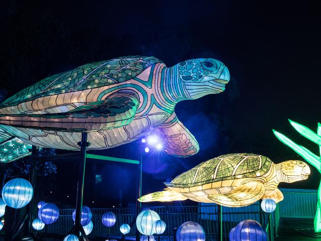 Turtles at Taronga Zoo. Picture: Mark Kolbe/Getty Images