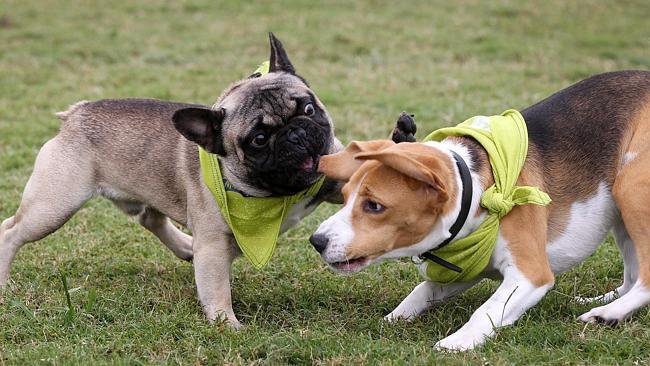 Gold Coast Titans Jamie Dowling's French Bulldog takes a swipe at David Mead's Beagle.