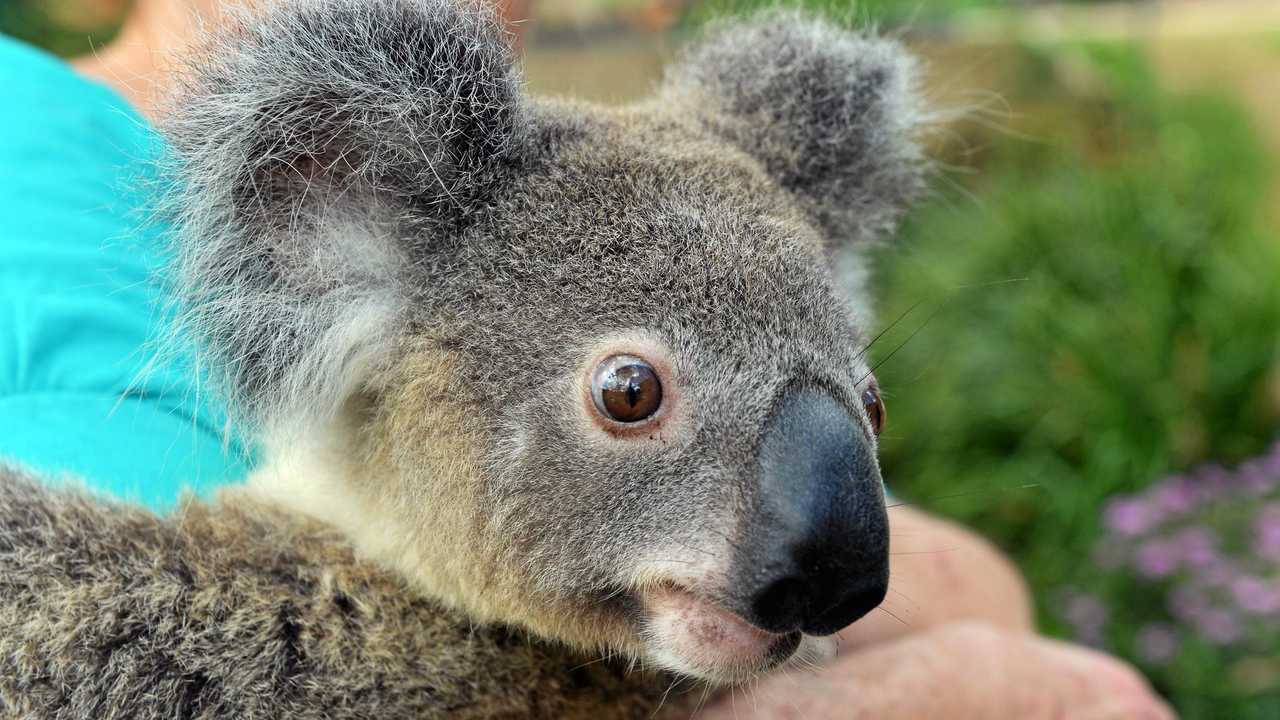 Extreme heat takes a toll on our animals | The Courier Mail