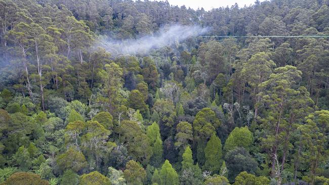 Native forests in Blue Tier, Tasmania's northeast, earmarked for potential logging.