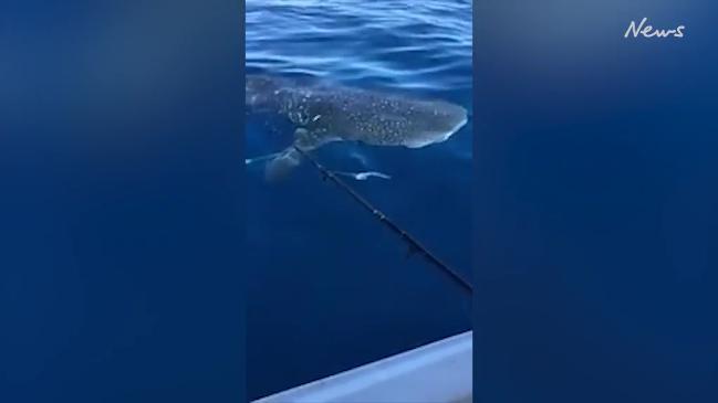 Whale Shark Spotted Swimming Off Queensland Coastline Gold Coast