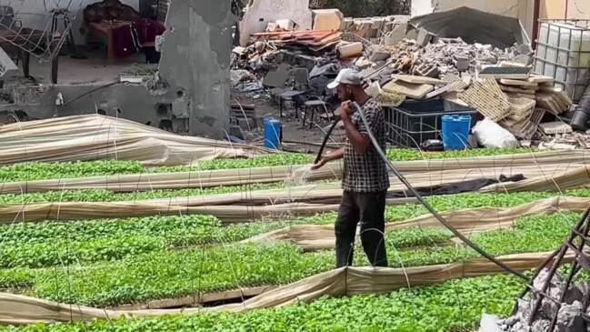 Gaza farmer aims to revive agriculture in food scarce enclave