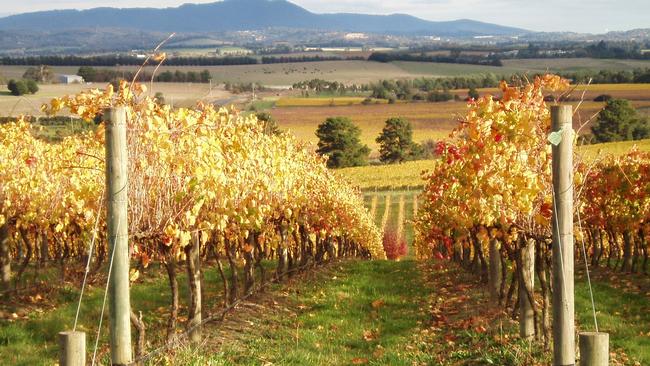 Autumn colours in a Yarra Glen vineyard. Picture: Ken Bailey