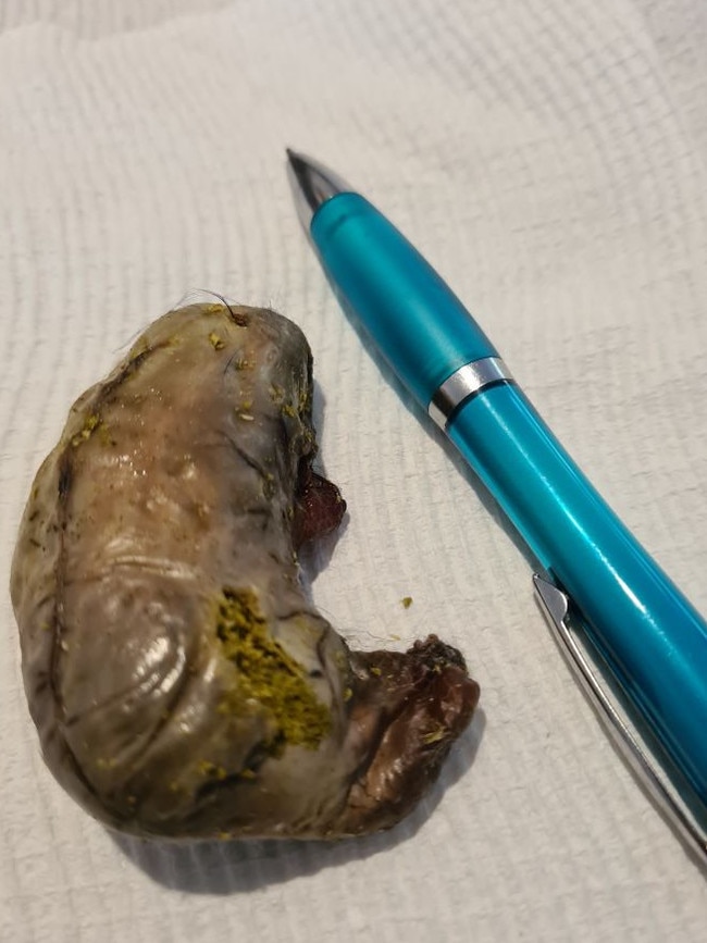 Suspected rat poison stuffed inside a sliced kidney, which was then stitched back up, was found by a dog on the Linear Park Trail at Dernancourt on Monday, August 31.