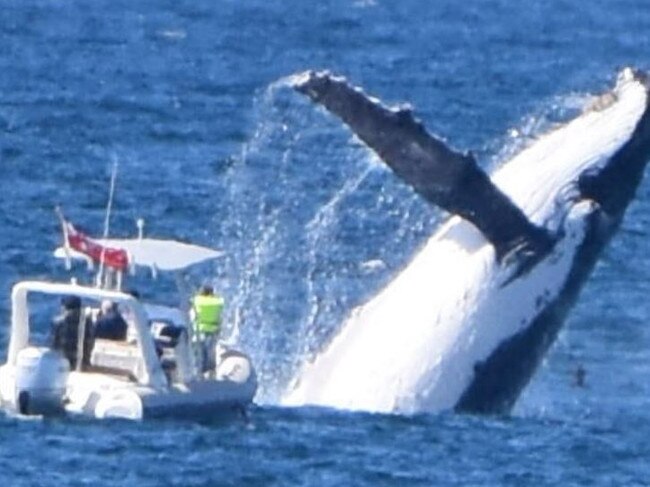 See shock photo of whale’s monster breach near boat