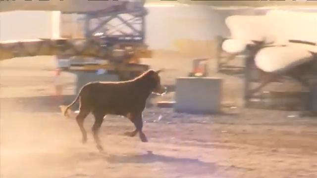 10 News - Calf makes a break for freedom at Port Adelaide live export protest