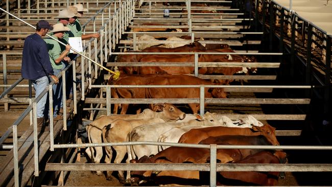 ALL-TIME HIGH: cattle price smashes saleyards record