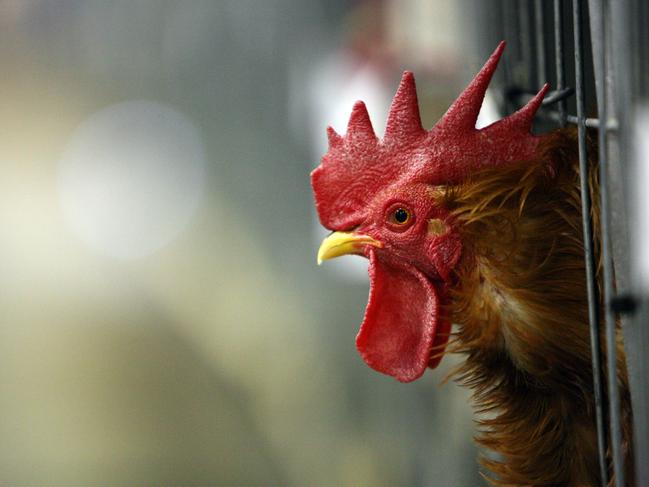 Fair play or council cluck up?: Chook limits soon enforced