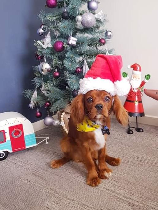 Bear the cavalier from Kilsyth. Picture: Danni Ferragine