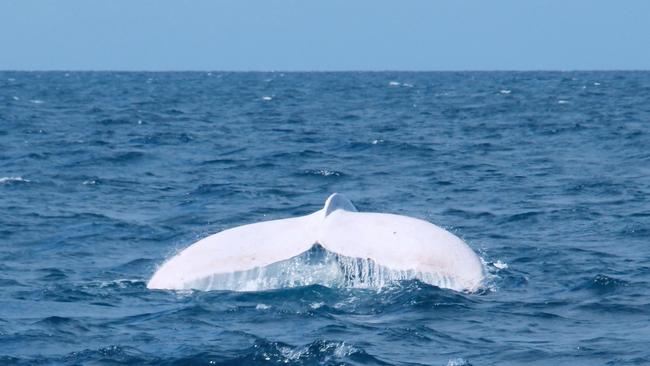 Migaloo putting on an amazing show breaching out of the water, thrilling the passengers and crew aboard Silversonic, Quicksilver’s Port Douglas based dive and snorkel vessel. The whale was sighted at around 35mile Reef en-route to the Agincourt reefs with the encounter lasting approximately 10 minutes. Image Captured by Indepth Photography, Quicksilver.