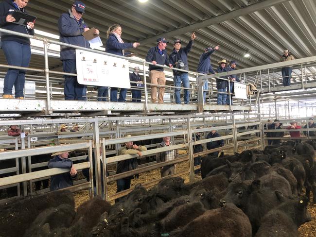 wodonga cattle sale June Picture: FIONA MYERS