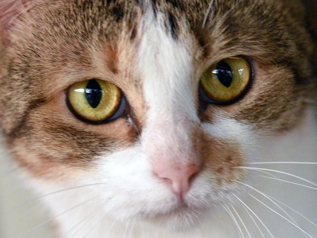 Furry friends . YAPS. Nana is a female Torbie white female cat born on the 1/3/12. Nana is a cruisy cat who won't demand too much of you, she would be fine living with another cat.