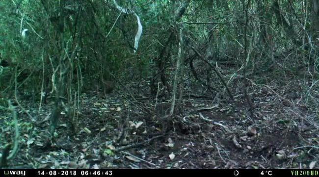 Black-breasted button-quail