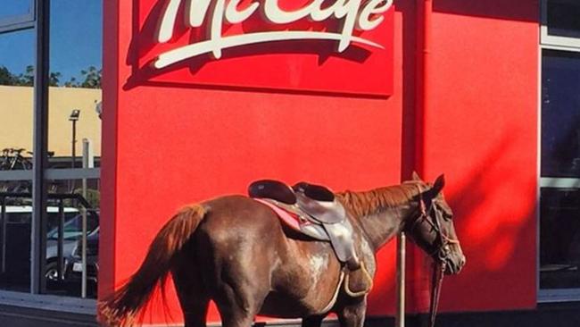 Ban Ban waits while his owner drank a chai latte in 2016 at Katherine McDonald’s.