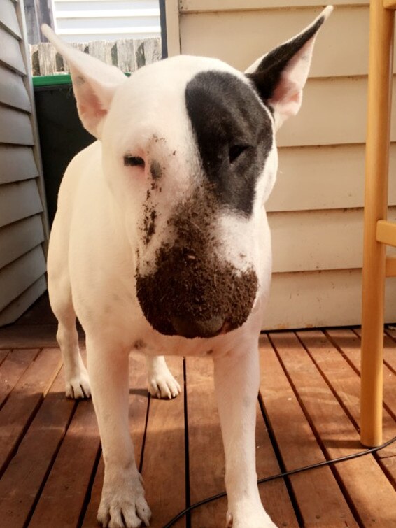 Soy is the funniest bull terrier in the world. She is 20 months and give us a lot of love and cuddles. Picture: Carolina Garcia.