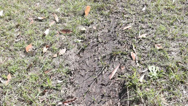 Residents allege the attack was intentional, given the amount of tyre marks on the nature strip in the path of dead wallabies. Picture: Richard Gosling