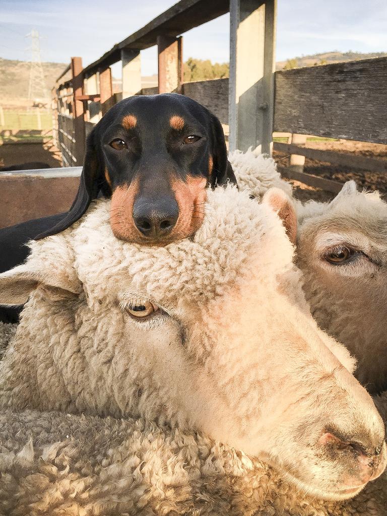 Sausage store dog farm