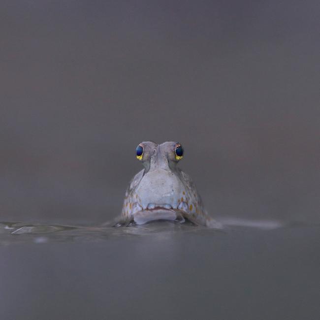 A baby Golden-spotted mudskipper snapped on the edge of a mangrove in Samut Sakorn province, Thailand. Mudskippers are an amphibious fish and can use their pectoral fins to 'walk' on land. Picture: Katanyou Wuttichaitanakorn