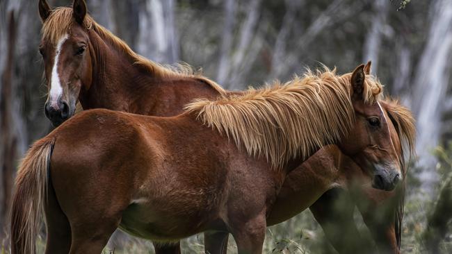 Brumbies in Kosciuszko National Park, where the population is thought to be between 13,000 and 21,000. Picture: Paul McIver