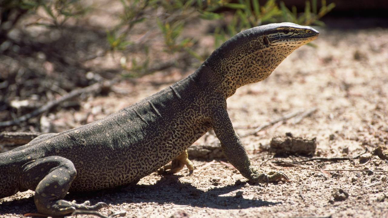 NSW: The King’s School students allegedly tortured, killed a goanna ...