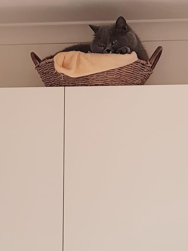 Carlton sleeps in a basket on top of the laundry cupboards.