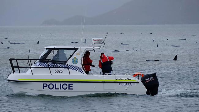 A handout photo taken on September 22, 2020 courtesy of Ryan Bloomfield shows a police boat pod sailing close to a pod of whales stranded on a sandbar in Macquarie Harbour on the rugged west coast of Tasmania. - Up to 90 whales have died and a "challenging" operation is underway to rescue 180 more still stranded in a remote bay in southern Australia on September 22. Scientists said two large pods of long-finned pilot whales became stuck on sandbars in Macquarie Harbour, on Tasmania's sparsely populated west coast. (Photo by Handout / RYAN BLOOMFIELD / AFP) / RESTRICTED TO EDITORIAL USE - MANDATORY CREDIT "AFP PHOTO / RYAN BLOOMFIELD" - NO MARKETING NO ADVERTISING CAMPAIGNS - DISTRIBUTED AS A SERVICE TO CLIENTS --- NO ARCHIVE ---