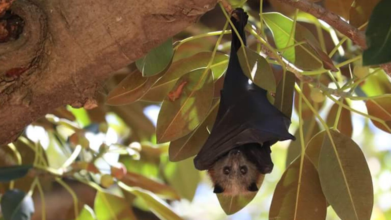 Bats cause power outages across Adelaide’s eastern suburbs | The Advertiser