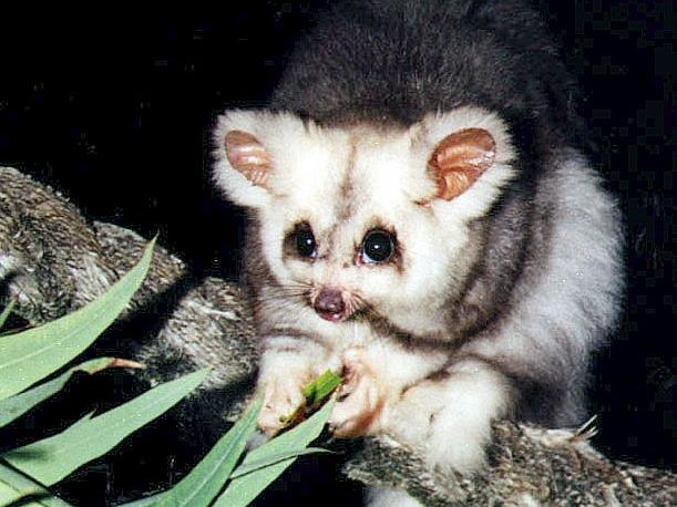 your place - greater glider possum - must be fed  eucalypt diet Picture: SUPPLIED