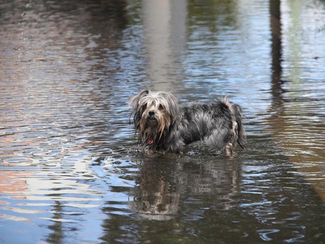 Flooding from the King tide at Budds Beach at Surfers Paradise was made worse by the approaching storm system. Walkies was a damp affair. Picture Glenn Hampson