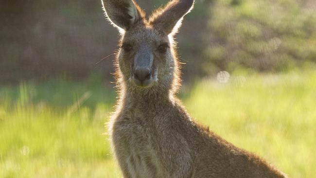 Police believe 14 kangaroos were killed deliberately. Picture: iStock