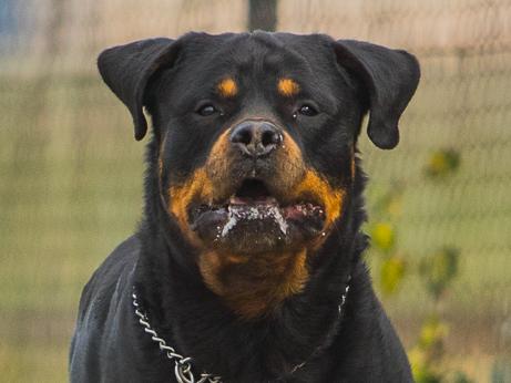 Big black and brown rottweiler dog running towards camera on a gravel surface road or dirt road next to a fence. Mouth of a dog is full of saliva.