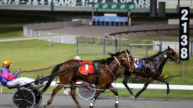 Steele hopes for ambitious trotting plans