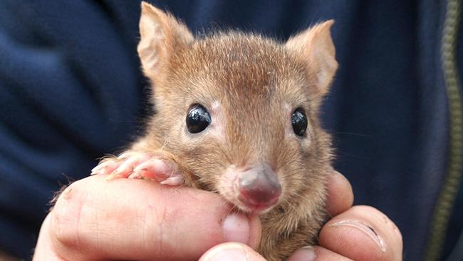 Brush-tailed bettongs are among animals to be reintroduced to the Yorke Peninsula under the Great Southern Ark Project.