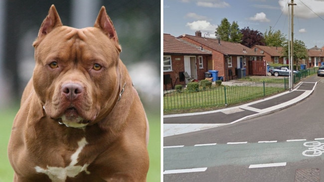 TWO XL Bully dogs have been shot 19 times as cops intervened an attack on a pensioner.